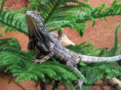 artis08 12-8-2007 12-34-57