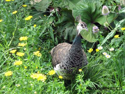 artis08 12-8-2007 13-13-59