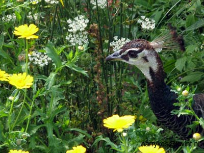 artis08 12-8-2007 13-14-14