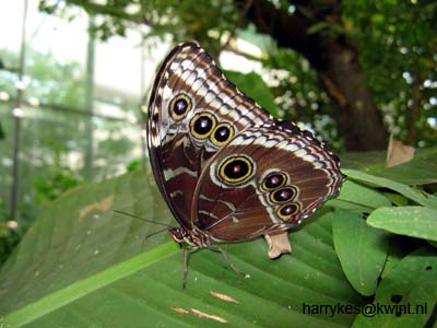 artis08 12-8-2007 13-27-20