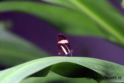 artis08 12-8-2007 13-27-50