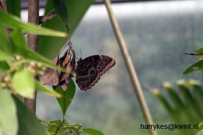 artis08 12-8-2007 13-28-21