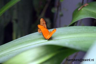 artis08 12-8-2007 13-28-36