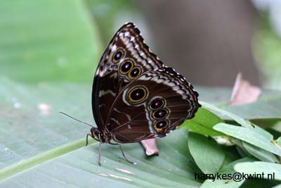 artis08 12-8-2007 13-29-03