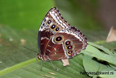 artis08 12-8-2007 13-29-24
