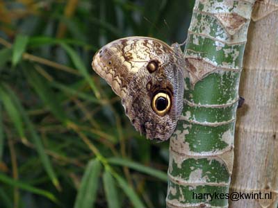 artis08 12-8-2007 13-30-01