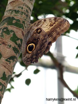 artis08 12-8-2007 13-31-21