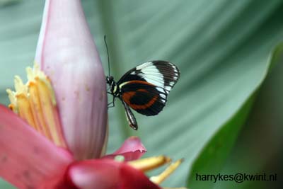 artis08 12-8-2007 13-31-25