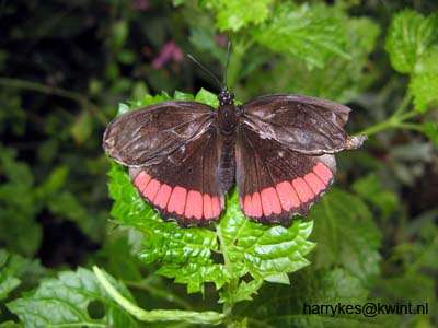 artis08 12-8-2007 13-33-17