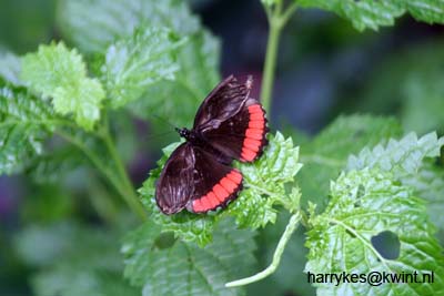 artis08 12-8-2007 13-35-28