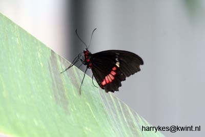 artis08 12-8-2007 13-37-25