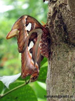 artis08 12-8-2007 13-37-52
