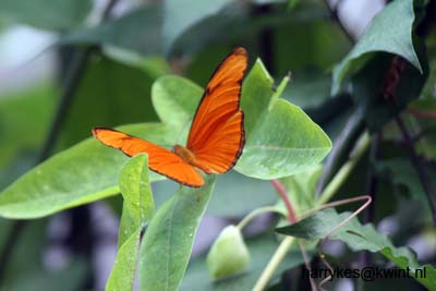 artis08 12-8-2007 13-37-54