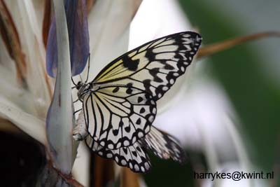 artis08 12-8-2007 13-45-14