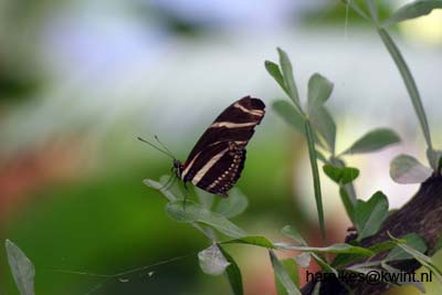 artis08 12-8-2007 13-45-56