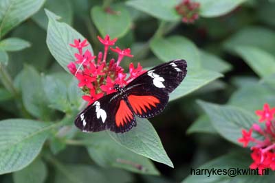artis08 12-8-2007 13-48-52