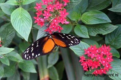 artis08 12-8-2007 13-49-46