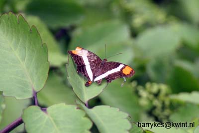artis08 12-8-2007 13-51-17