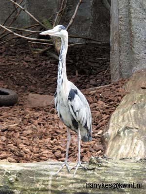 artis08 12-8-2007 14-21-23