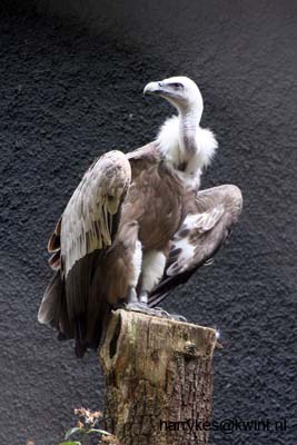 artis08 12-8-2007 14-38-40
