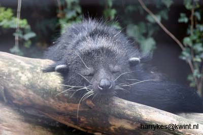 artis08 12-8-2007 14-46-56