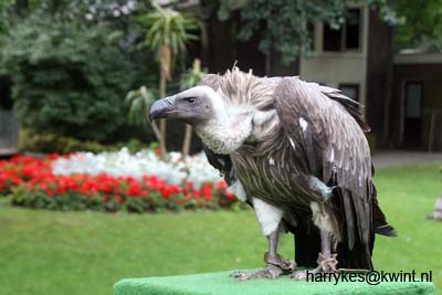 artis08 12-8-2007 15-33-01