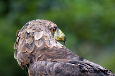 artis08 12-8-2007 15-41-42