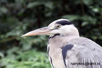 artis08 12-8-2007 16-03-30