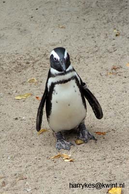 artis08 12-8-2007 16-03-40