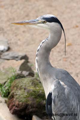 artis08 12-8-2007 16-04-01