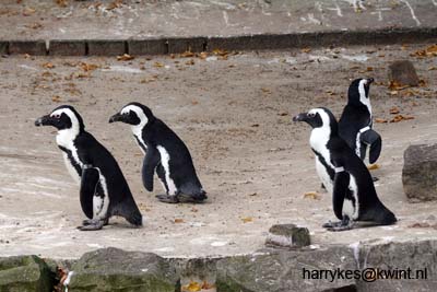 artis08 12-8-2007 16-04-36