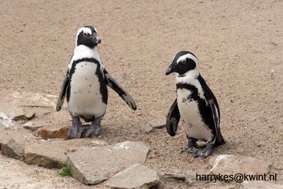 artis08 12-8-2007 16-05-03