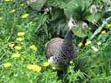 artis08 12-8-2007 13-13-59