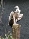artis08 12-8-2007 14-33-58