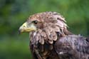 artis08 12-8-2007 15-42-26